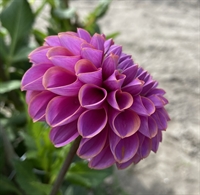 Dahlia Isabell
